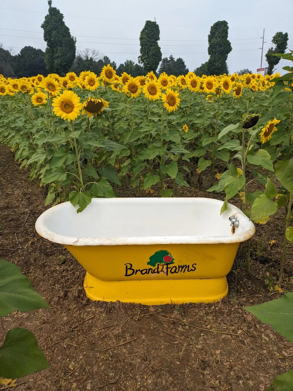Sunflower Fest