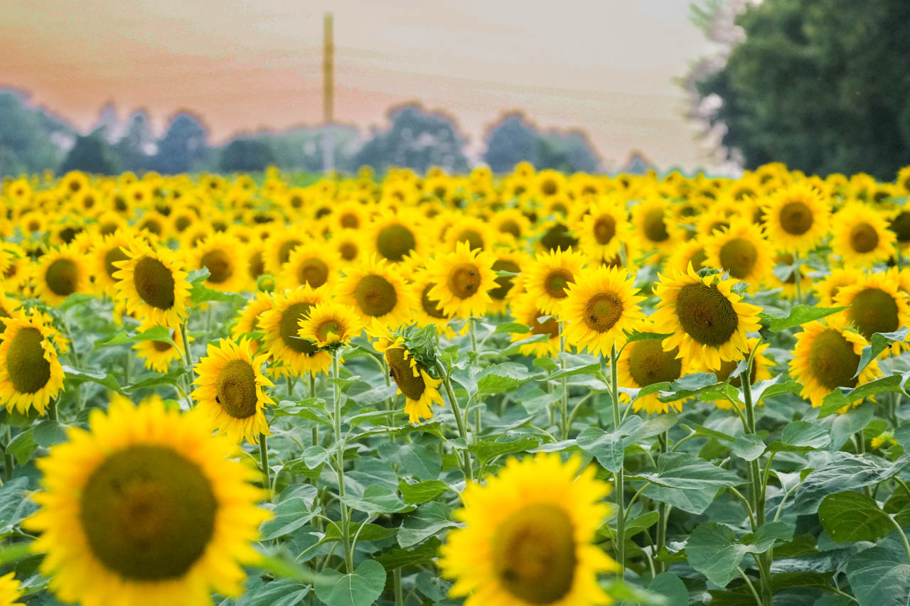 Rhythm & Blooms 2025