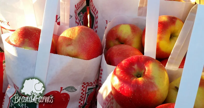 Apple bag