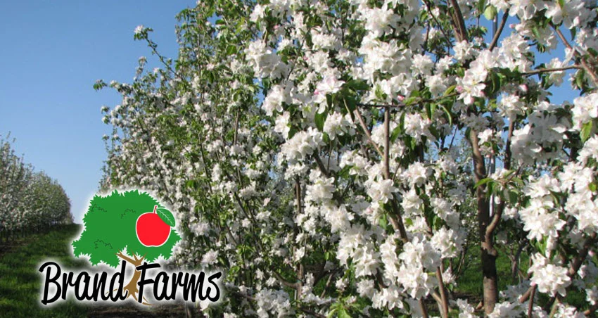 Apple tree
