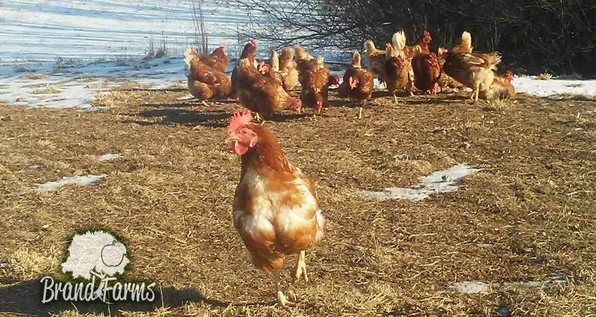Chickens