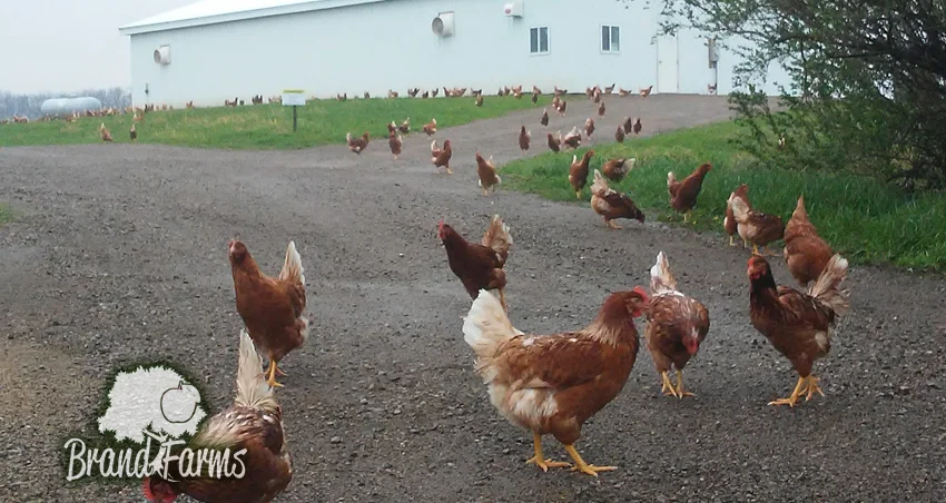 Chickens