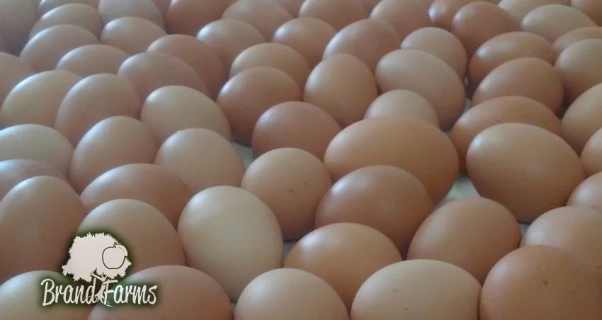 Eggs