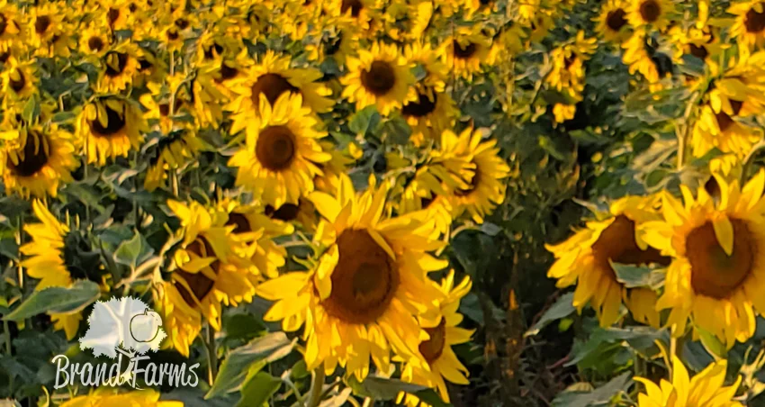 Sunflowers