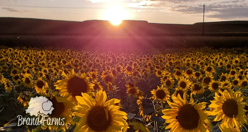 Sunflowers