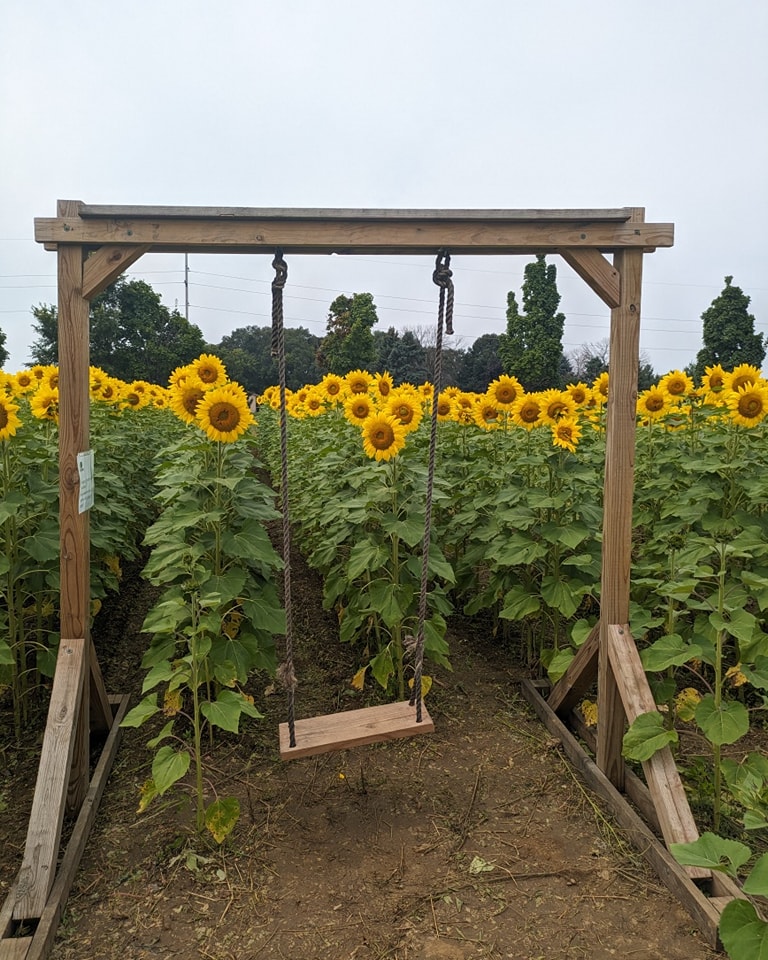 Sunflower Fest