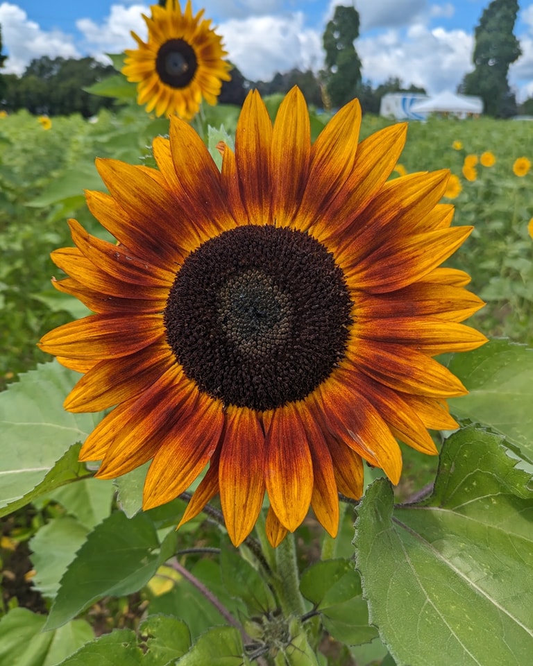 Sunflower Fest