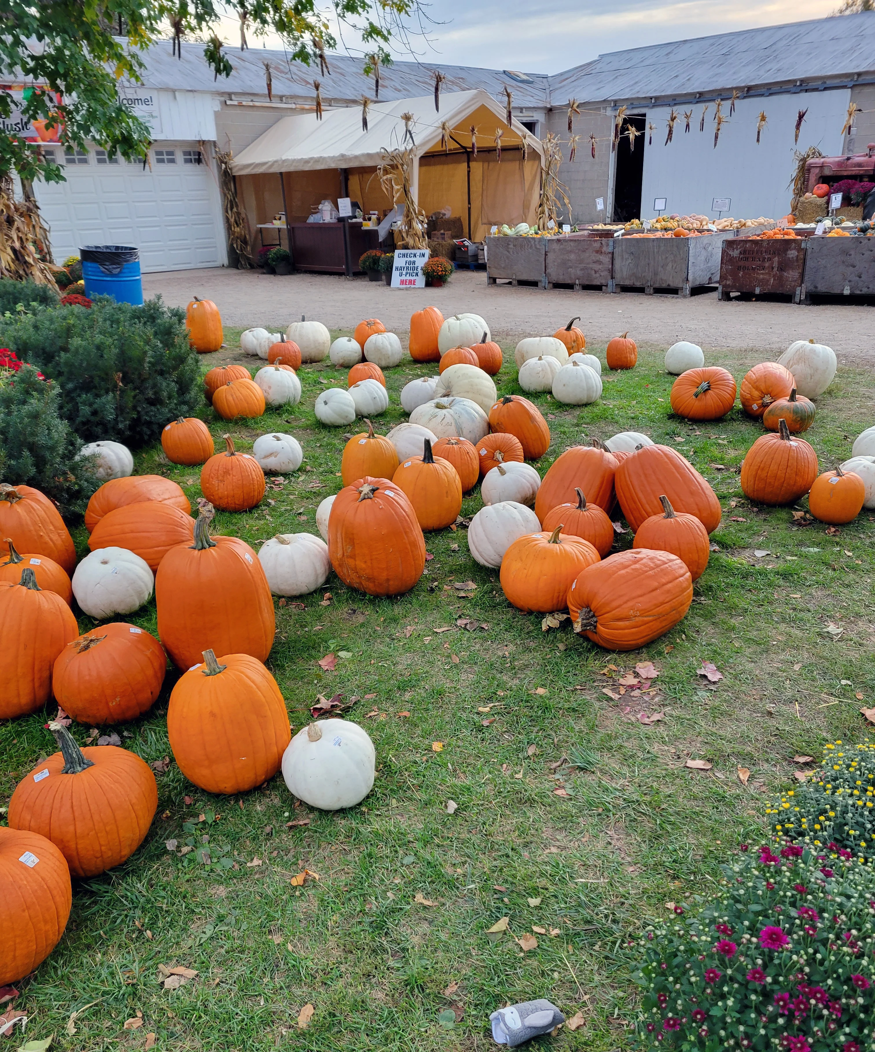 Pumpkin Picking